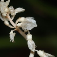 Epipogium roseum (D.Don) Lindl.